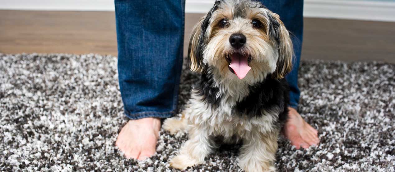 Blue Water Carpet Cleaning a service by Blue Water Cleaning & Restoration